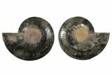 9.6" Cut/Polished Ammonite Fossil - Unusual Black Color - #199172-3